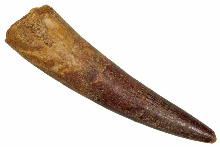 Fossil Spinosaurus Tooth - Real Dinosaur Tooth #344905